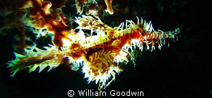 Small Ornate Ghost Pipefish with backlighting. Lembeh Strait by William Goodwin 